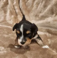 Oliver, a male Morkie for sale in Wagener, SC – 8 of 10