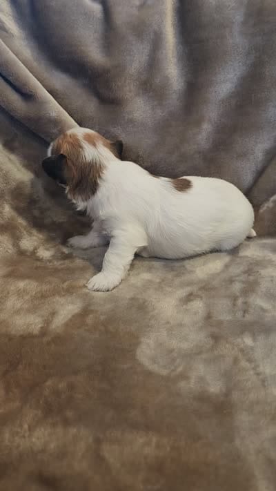 Pip, a male Morkie for sale in Wagener, SC – 10 of 10