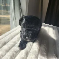 Black Beauty, a female Poodle - Toy  for sale in Wagener, SC – Photo 6 of 7