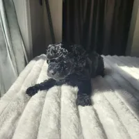 Black Beauty, a female Poodle - Toy  for sale in Wagener, SC – Photo 2 of 7