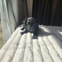 Black Beauty, a female Poodle - Toy  for sale in Wagener, SC – Photo 3 of 7