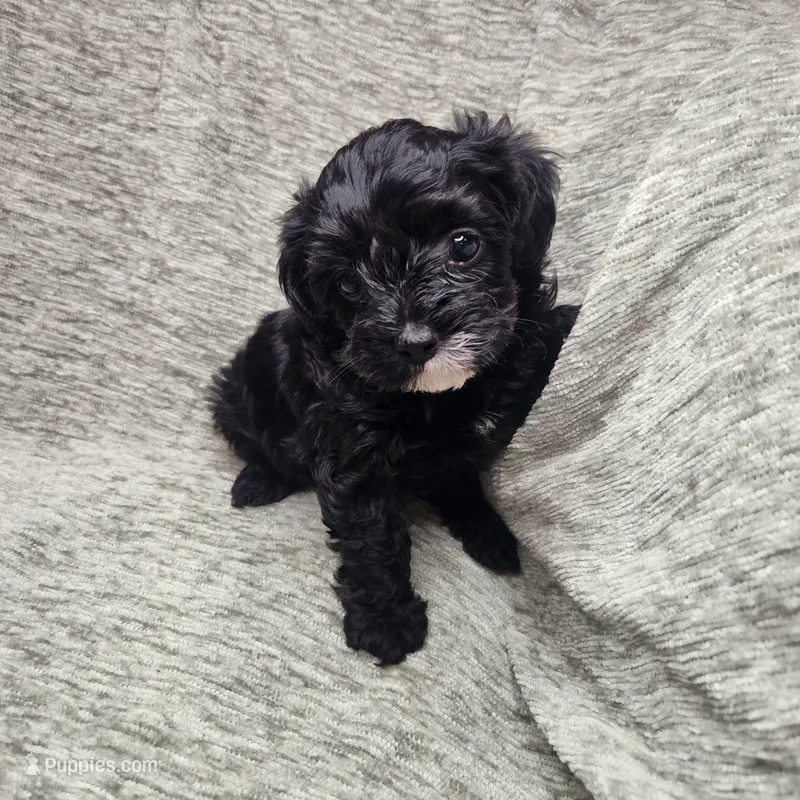 Mr Envy – Yorkipoo puppy for sale in Wagener, SC