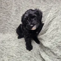 Mr Envy, a male Yorkipoo for sale in Wagener, SC – 1 of 10