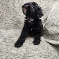 Mr Envy, a male Yorkipoo for sale in Wagener, SC – 3 of 10