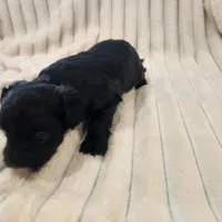 Black and white male, a male Yorkipoo for sale in Wagener, SC – 4 of 10