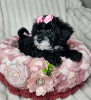 Lil Sugar Kisses, a female Yorkipoo for sale in Wagener, SC – 10 of 10