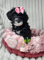 Lil Sugar Kisses, a female Yorkipoo for sale in Wagener, SC – 9 of 10
