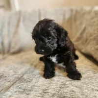 Coveted, a female Yorkipoo for sale in Wagener, SC – 2 of 10