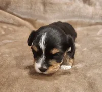 Oliver, a male Morkie for sale in Wagener, SC – 3 of 10