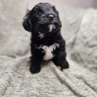 Pip, a male Yorkipoo for sale in Wagener, SC – 6 of 10