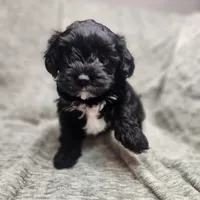 Pip, a male Yorkipoo for sale in Wagener, SC – 2 of 10