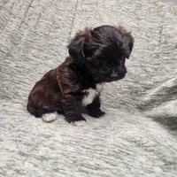 Tiny, a female Yorkipoo for sale in Wagener, SC – 2 of 10