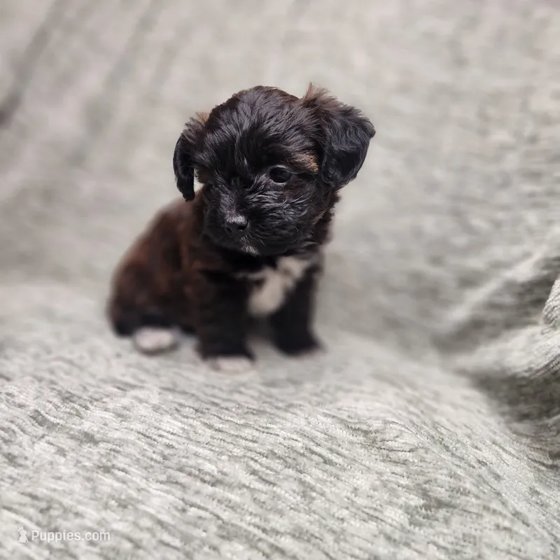 Tiny – Yorkipoo puppy for sale in Wagener, SC