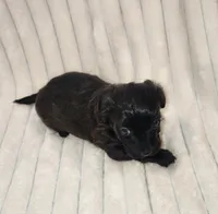 Dark Chocolate , a female Yorkipoo for sale in Wagener, SC – 3 of 10