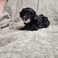 Sugar Lips, a female Yorkipoo for sale in Wagener, SC – 2 of 10