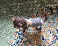 Beautiful chocolate yorkie girl, a female Yorkshire Terrier for sale in Wagener, SC – 6 of 6