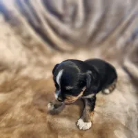 Oliver, a male Morkie for sale in Wagener, SC – 9 of 10