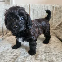 Coveted, a female Yorkipoo for sale in Wagener, SC – 6 of 10