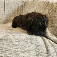 Coveted, a female Yorkipoo for sale in Wagener, SC – 10 of 10