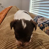 Gus Gus, a male Yorkshire Terrier for sale in Wagener, SC – Photo 5 of 9