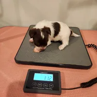 Gus Gus, a male Yorkshire Terrier for sale in Wagener, SC – Photo 7 of 9