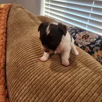 Gus Gus, a male Yorkshire Terrier for sale in Wagener, SC – Photo 4 of 9