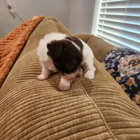 Gus Gus, a male Yorkshire Terrier for sale in Wagener, SC – Photo 3 of 9