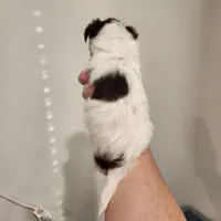 Gus Gus, a male Yorkshire Terrier for sale in Wagener, SC – Photo 8 of 9