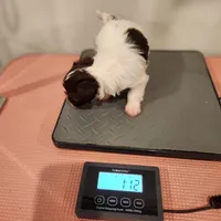 Gus Gus, a male Yorkshire Terrier for sale in Wagener, SC – Photo 9 of 9