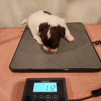 Gus Gus, a male Yorkshire Terrier for sale in Wagener, SC – Photo 6 of 9