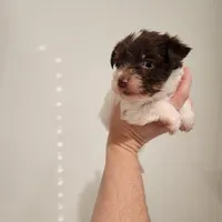 Gus Gus, a male Yorkshire Terrier for sale in Wagener, SC – Photo 2 of 9