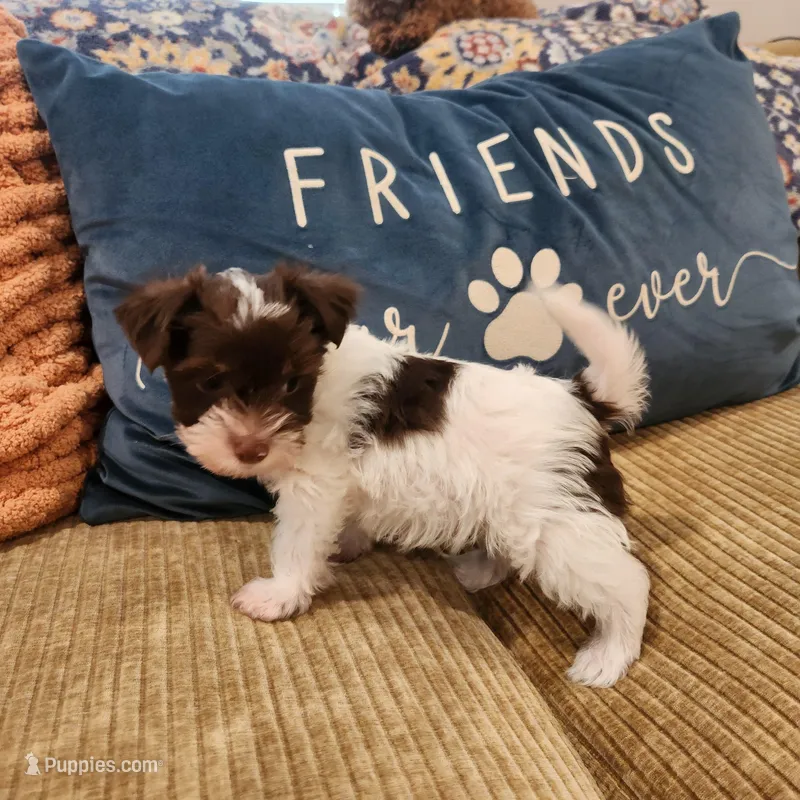 Gus Gus – Yorkshire Terrier puppy for sale in Wagener, SC