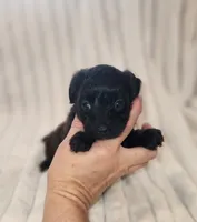 Dark Chocolate , a female Yorkipoo for sale in Wagener, SC – 4 of 10