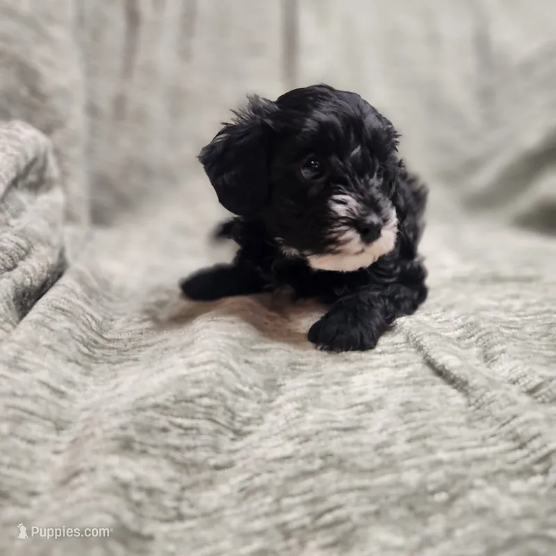 Black and white Beauty – Yorkipoo puppy for sale in Wagener, SC