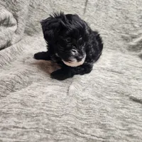 Sugar Lips, a female Yorkipoo for sale in Wagener, SC – 3 of 10