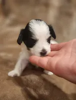 Tinker Bell, a female Morkie for sale in Wagener, SC – 5 of 10