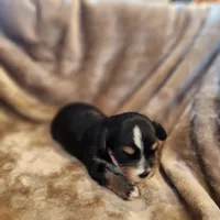 Oliver, a male Morkie for sale in Wagener, SC – 10 of 10
