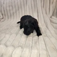 Dark Chocolate , a female Yorkipoo for sale in Wagener, SC – 5 of 10
