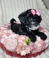 Lil Sugar Kisses, a female Yorkipoo for sale in Wagener, SC – 6 of 10