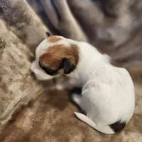 Pip, a male Morkie for sale in Wagener, SC – 7 of 10