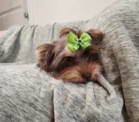 Penny Lane, a female Yorkshire Terrier for sale in Wagener, SC – 8 of 10