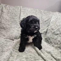 Pip, a male Yorkipoo for sale in Wagener, SC – 8 of 10