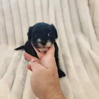 Black and white Beauty, a female Yorkipoo for sale in Wagener, SC – 6 of 9