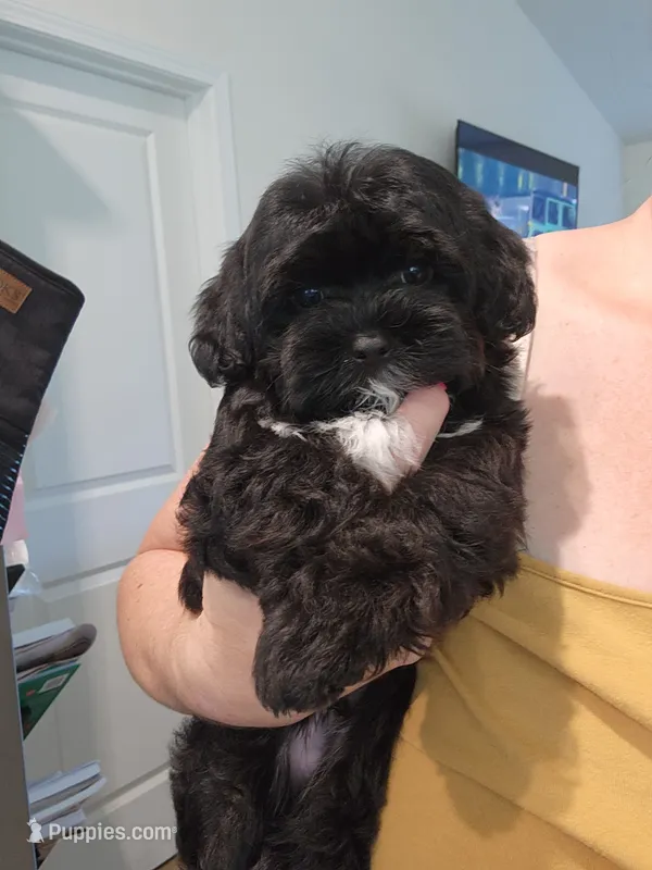 Pip – Yorkipoo puppy for sale in Wagener, SC