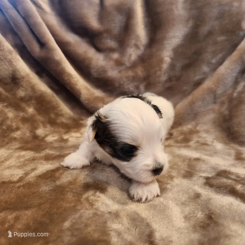 Olive – Morkie puppy for sale in Wagener, SC