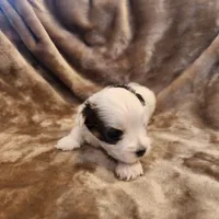 Olive, a female Morkie for sale in Wagener, SC – 1 of 10