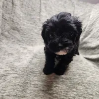 Mr Envy, a male Yorkipoo for sale in Wagener, SC – 6 of 10