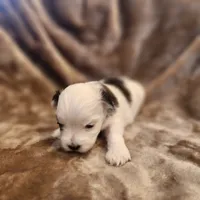 Olive, a female Morkie for sale in Wagener, SC – 6 of 10