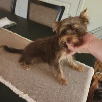 Beautiful chocolate yorkie girl, a female Yorkshire Terrier for sale in Wagener, SC – 4 of 6