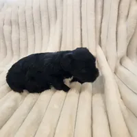 Black and white boy, a male Yorkipoo for sale in Wagener, SC – 7 of 10